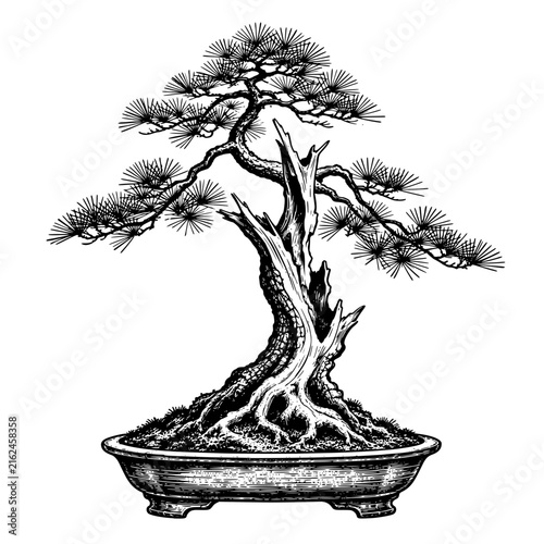 Bonsai pine tree in the Bunjin-gi literati style  Hand-drawn vintage engraving illustration