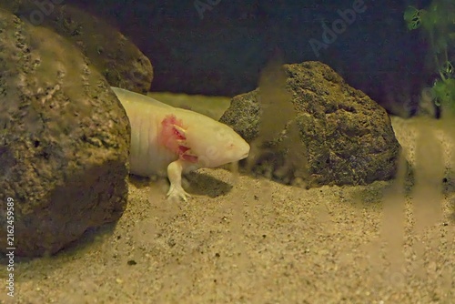 Konstfotografi Golden albino axolotl (Ambystoma mexicanum), a unique aquatic salamander famous for its ability to remain in its larval form throughout its entire life, Korkeasaari Zoo, Helsinki, Finland, Europe