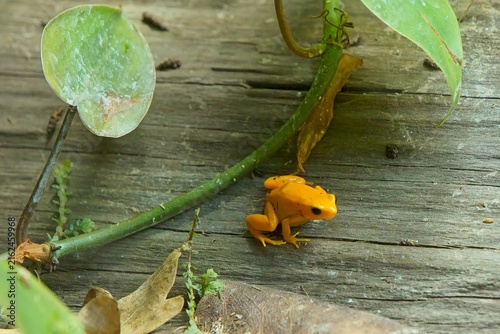 Foto Golden mantella frog (Mantella aurantiaca), a small amphibian endemic to the island of Madagascar, Korkeasaari Zoo, Helsinki, Finland, Europe