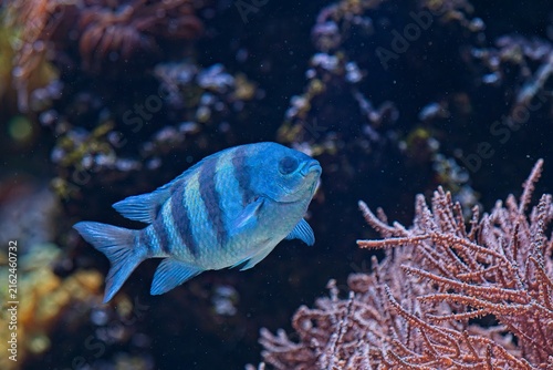 Photography Sergeant Major (Abudefduf saxatilis), distinguished by five prominent black vertical bars on its sides, , Korkeasaari Zoo, Helsinki, Finland, Europe