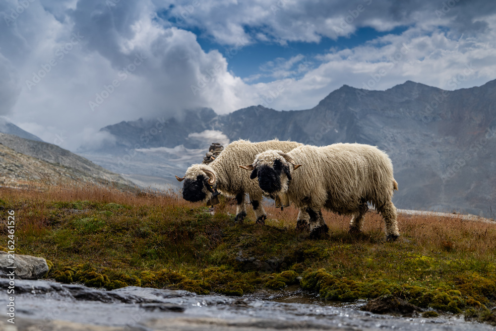 Fototapeta premium Valais Blacknose Sheep Grazing in Alpine Meadow near Almagellerhütte, Pennine Alps, Switzerland (Ovis aries)