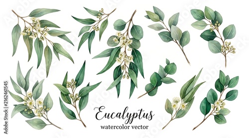 Watercolor eucalyptus branches set, hand-painted green leaves and small white flower buds on isolated white background