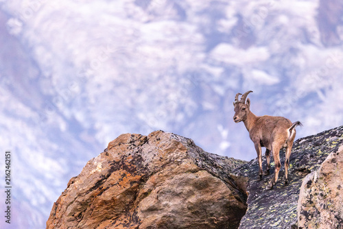 Canvastavla Young Alpine Ibex (Capra ibex) on Rocky Slope at Sunrise in Almagellertal, Upper