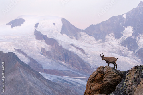 Alpine Ibex (Capra ibex) at Sunrise Overlooking Glaciers in Upper Valais, Switzerland