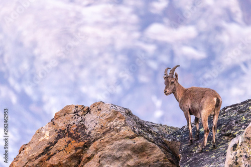Foto Young Alpine Ibex (Capra ibex) on Rocky Outcrop in Almagellertal, Upper Valais,