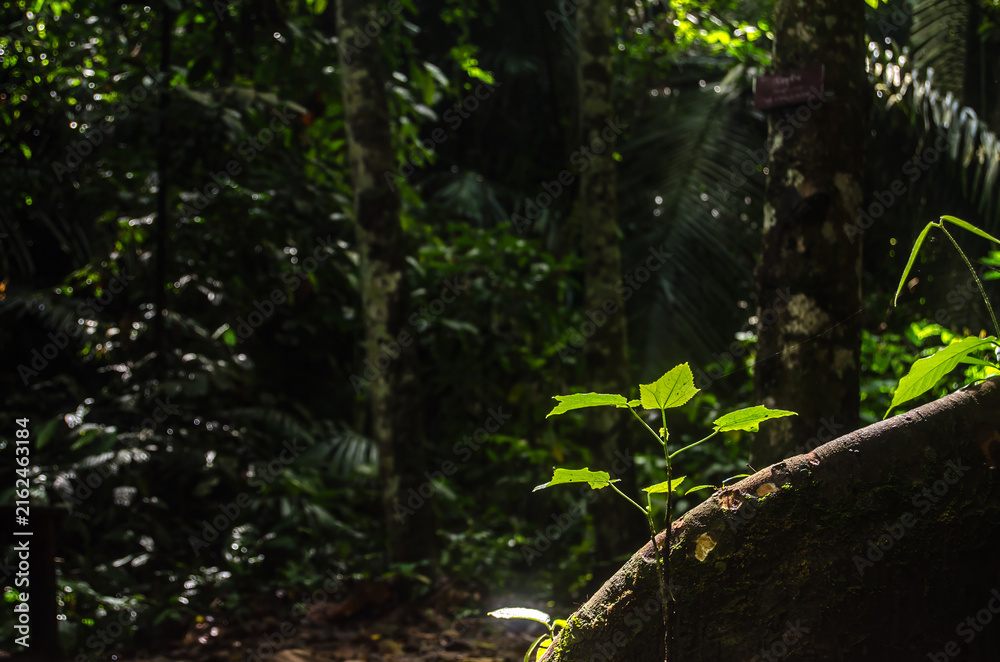 Fototapeta premium A small tree growing beneath the roots of a large tree, where sunlight filters down into the forest.