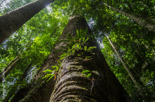 A large tree with small green peach trees growing on its trunk, where sunlight streams down into the forest.