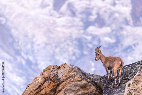 Alpine Ibex (Capra ibex) at Sunrise in the Valais Alps, Switzerland