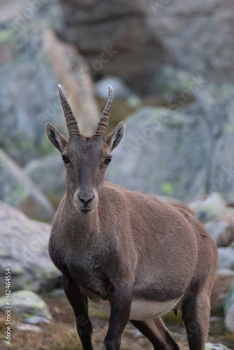 Majestic Alpine Ibex (Capra ibex) in Rocky Almagellertal Landscape, Valais, Switzerland