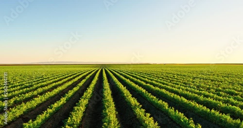 Green carrot field extending to the horizon under a beautiful sunset sky