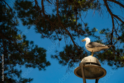 Fotografía Seagull Perched on Street Lamp Under Clear Blue Sky with Pine Trees