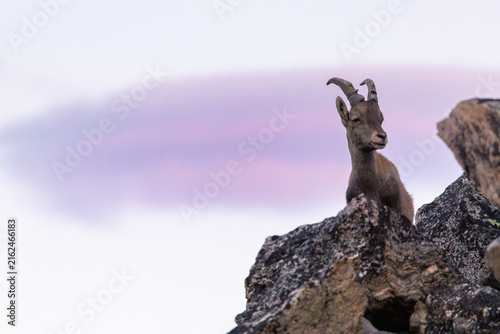 Alpine Ibex (Capra ibex) at Sunrise in Almagellertal, Valais, Switzerland