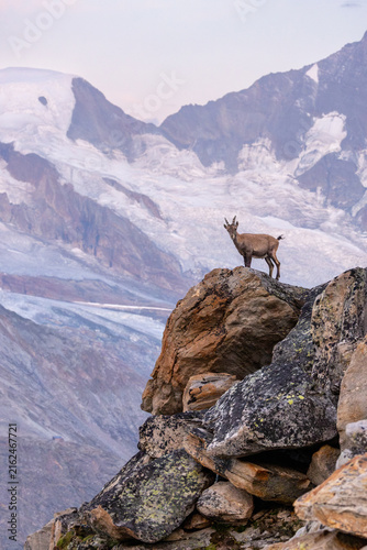 Alpine Ibex (Capra ibex) on Rocky Outcrop Above Almagellertal, Upper Valais, Switzerland