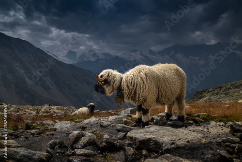 Valais Blacknose Sheep (Ovis aries) Grazing on Rocky Alpine Pasture in the Pennine Alps, Switzerland