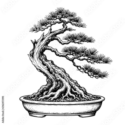 A Fukinagashi-style bonsai pine tree with a trunk shaped by the wind  featuring sturdy  aged roots  Hand-drawn vintage engraving illustration 