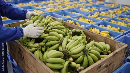 Worker sorting fresh green bananas in a warehouse crate. Food production and agricultural supply chain concept for industrial marketing.