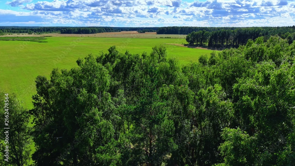 Fototapeta premium Lush green trees in a vast meadow under a bright, partly cloudy sky