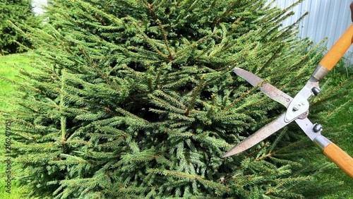 Fotografie Hand pruning branches of a lush evergreen shrub using sharp garden shears in bri