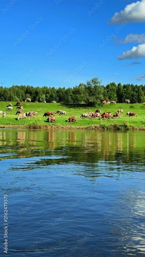 Fototapeta premium Cows grazing on lush green pasture by tranquil river under clear blue sky