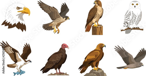 Birds of prey and raptors colorful vector icon set featuring predatory bird and wildlife symbols