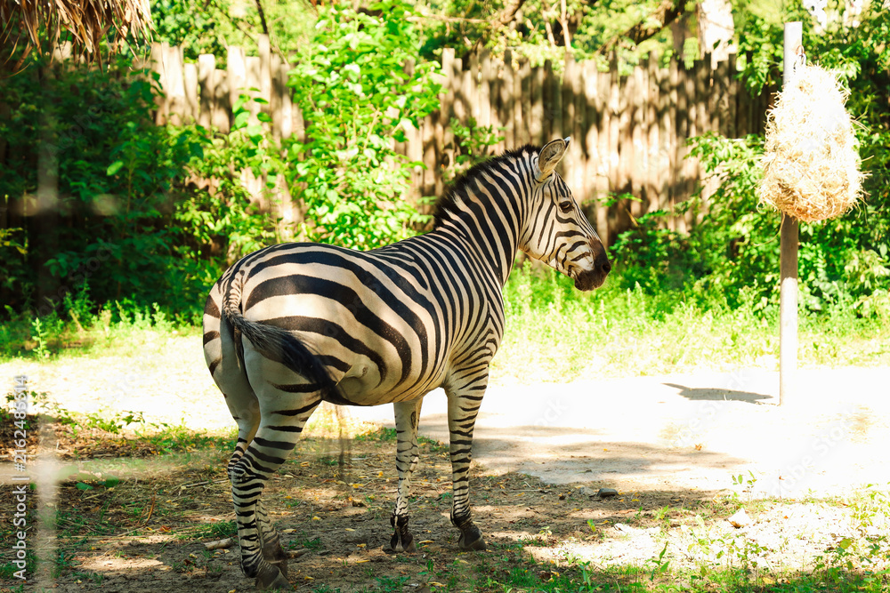 Naklejka premium Zebra stands in sunlight with green trees in background near feeding area