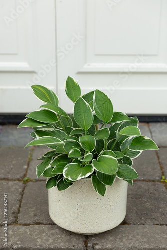 Fotografía Hosta Francee plant with variegated dark green leaves and white margins growing in a white pot outdoors