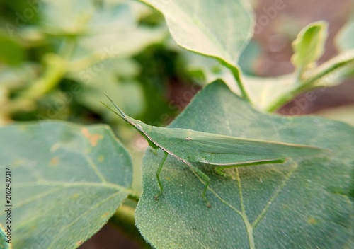Foto Macro photography of a long-headed grasshopper Acrida perched on a green leaf