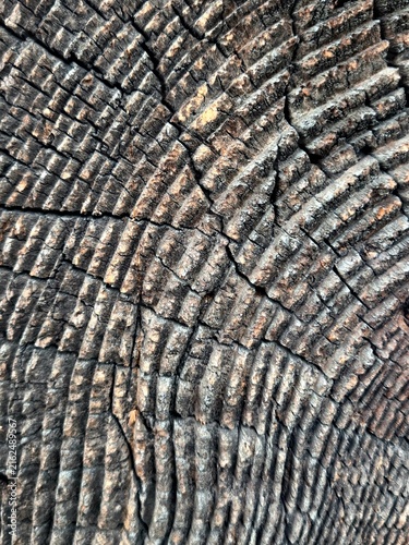 Wooden Texture Tree Background. Close up old wood abstract background texture, wood texture.