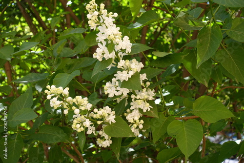 Obraz na plátne Blossoms of white double-flowered lilac in May