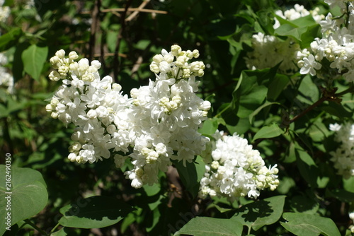 Konstfotografi Blossoms of white double-flowered lilac in May