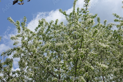 Fotografie Numerous white flowers of Prunus mahaleb in May