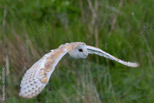 Bild auf Leinwand Barn Owl flying over grassland hunting for prey. England, UK.