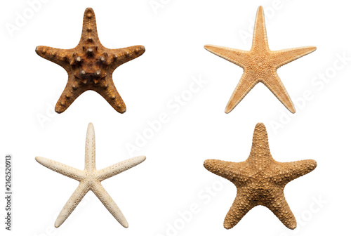Foto Group of four distinct sea stars displaying different shapes and patterns