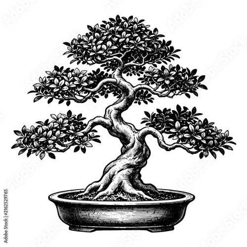 A Moyogi style bonsai Ficus tree  Hand-drawn vintage engraving illustration 