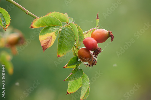 Rosehip closeup sunny day spider web, selective focus, blurred background