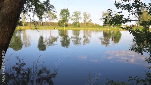 A common carp jumping out of a pond, summer day, sunset, trees around the pond, slow motion video