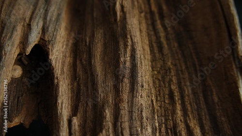 Vertical driftwood opening with rugged organic wood texture