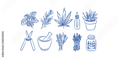 Herbal medicine preparation, natural remedies, and aromatic botanical herbs doodle element collection set Vector Illustration