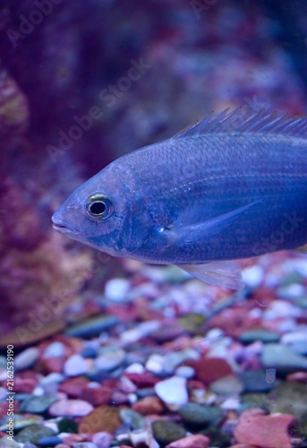 Cuadro en lienzo Side-view macro shot of a silver marine fish with detailed scales and fins, swimming gracefully in vibrant deep blue water inside an aquarium or clear ocean environment