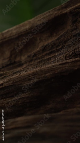 Vertical weathered wood texture in soft natural daylight macro scene