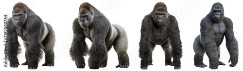 Fotografie Powerful silverback gorilla digital renders in dynamic poses, showcasing strength and natural majesty on transparent