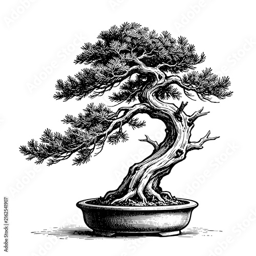 A Fukinagashi style bonsai Juniper tree  Hand-drawn vintage engraving illustration 