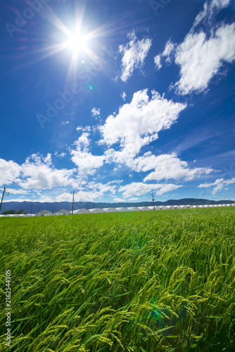 Quadro su tela 福岡県　耳納連山を背景に実る稲