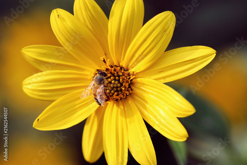 Canvastavla Ape su fiore