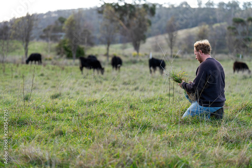 Farmer in a field checking the helath of plants in a green pasture inspecting soil and plant roots next to a shovel and cattle