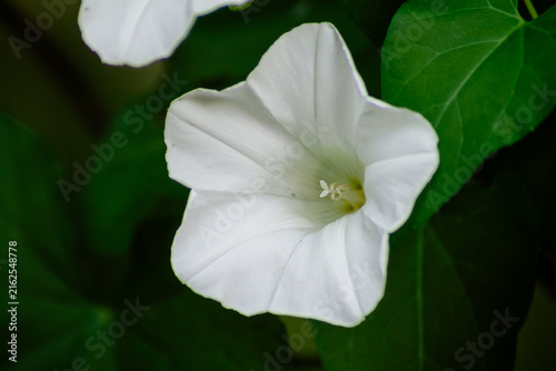 Fotografía Horizontal botanical close-up photo of white bindweed flower in green leaves rea