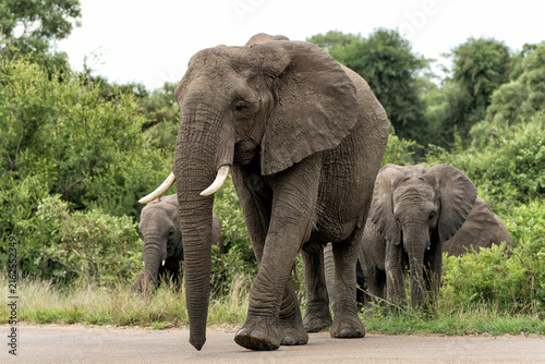 Elephant herd in the green season in the Kruger National Park in South Africa