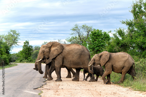 Photography Elephant herd in the green season in the Kruger National Park in South Africa