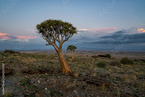 Foto Quiver tree in the Valley of the thousand hillst in the desolate Rostock area be