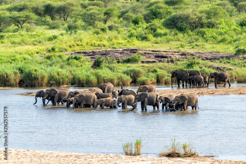 Elephant herd in the green season in the Kruger National Park in South Africa